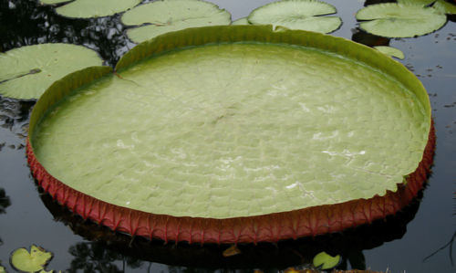 High angle view of fruits in water