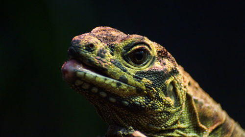 Close-up of lizard