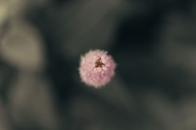 Close-up of flowering plant