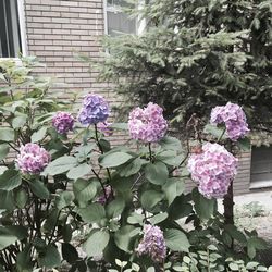 Close-up of pink flowers blooming outdoors