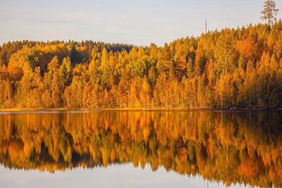 Reflection of trees in lake