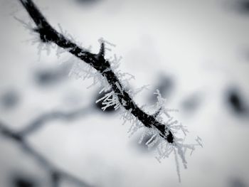 Close-up of frozen plant