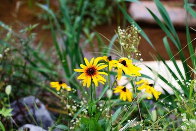 Close-up of flower in field