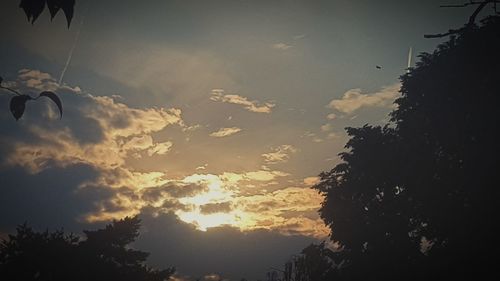 Low angle view of silhouette trees against sky during sunset