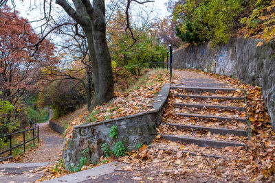 Footpath amidst trees in forest during autumn