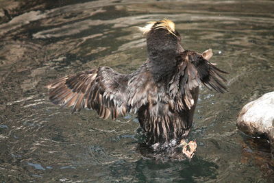 Close-up of eagle flying over lake