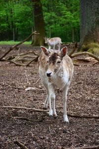 Portrait of deer standing in forest