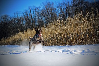 German short hair in the snow