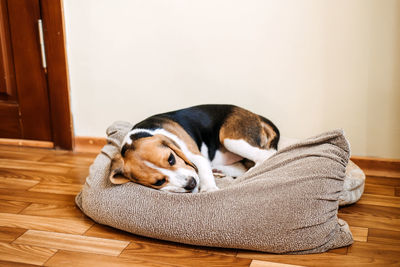 Puppy diseases, common illnesses to watch for in puppies. sick beagle puppy is lying on dog bed