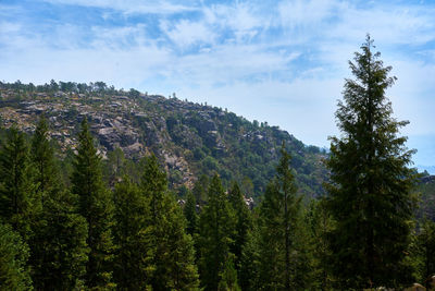 Pine trees in forest against sky
