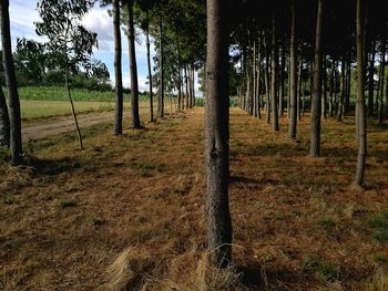 Trees in forest