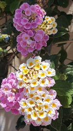 Close-up of fresh pink flower bouquet