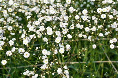 Close-up of white flowers blooming on tree