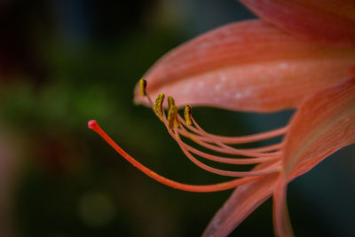 Close-up of orange flower bud