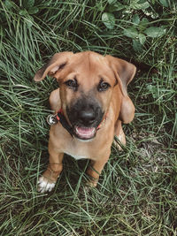 High angle view of dog on field