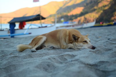 Close-up of dog sleeping on sand