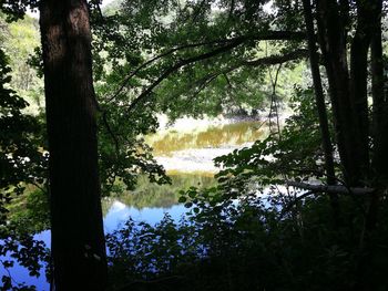Scenic view of lake in forest