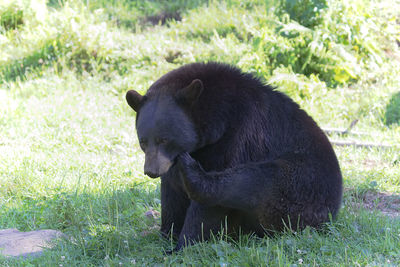 Close-up of gorilla in grass