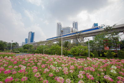 View of flowers