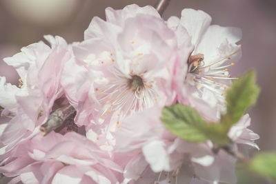 Close-up of pink flower