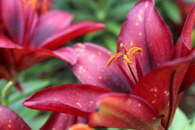 Close-up of honey bee pollinating flower