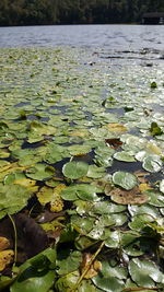 Close-up of water lily in lake