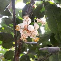 Close-up of white flowers blooming on tree