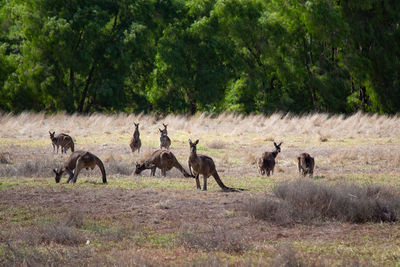 Wild kangaroos in a field