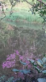 Close-up of plants against water