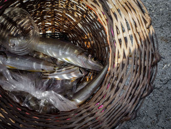 High angle view of fish in basket