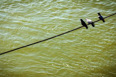 Birds in calm water