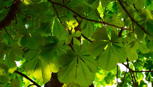 Close-up of maple leaves on tree