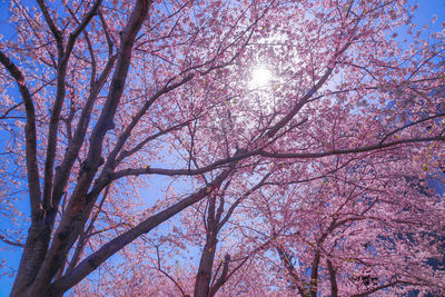 Low angle view of cherry blossom tree against bright sun