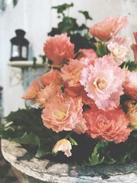 Close-up of flowers