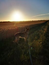 View of dog on field against sky during sunset