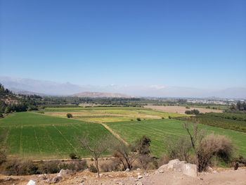 Scenic view of agricultural field against clear sky