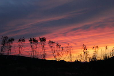 Silhouette plants against dramatic sky during sunset