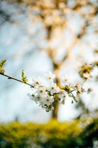 Close-up of white cherry blossoms in spring