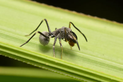 Close-up of spider