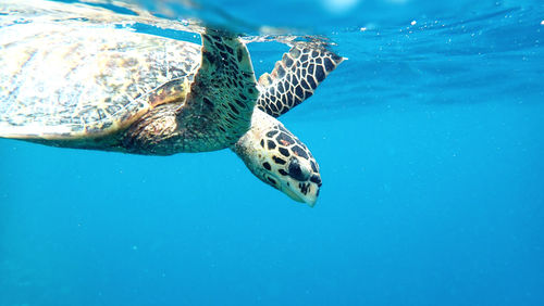 Close-up of turtle swimming in sea