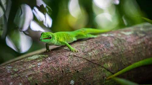 Close-up of a lizard on leaf