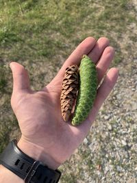 High angle view of hand holding lizard on field