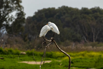 White bird on a field