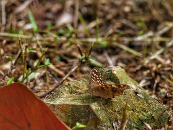Close-up of frog on field