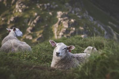 Flock of sheep on field