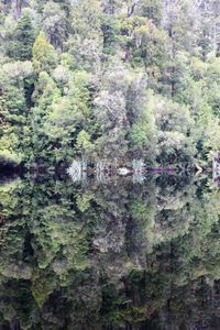 Full frame shot of pine trees in forest