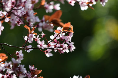 Close-up of cherry blossom flowers
