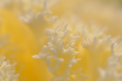 Close-up of yellow flowering plant