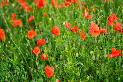 Close-up of red poppy flowers growing on field