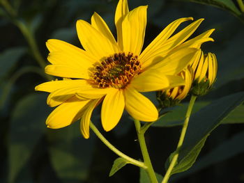 Close-up of yellow flower growing outdoors